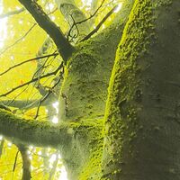 Fototapeet Der Traumbaum SHX6-020