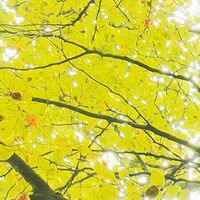 Fototapeet Der Traumbaum SHX6-020