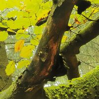 Fototapeet Der Traumbaum SHX6-020