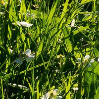 Fototapeet Alpenglück SHX8-003