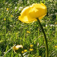 Fototapeet Alpenglück SHX8-003, 400×280 cm