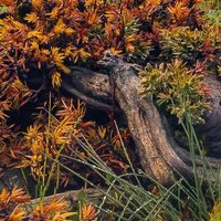 Fototapeet The Last Paradise SHX8-133