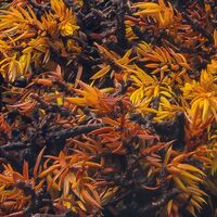 Fototapeet The Last Paradise SHX8-133