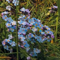 Fototapeet The Last Paradise SHX8-133