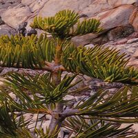 Fototapeet Between the Light SHX9-010