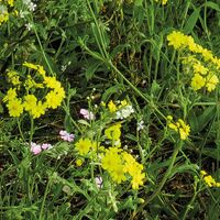 Fototapeet Blütenzauberwald SHX9-011