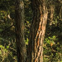 Fototapeet Blütenzauberwald SHX9-011