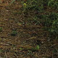 Fototapeet Blütenzauberwald SHX9-011