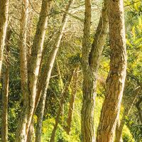 Fototapeet Blütenzauberwald SHX9-011