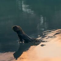 Fototapeet Burning Emerald SHX9-012