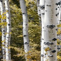 Fototapeet Colorful Aspenwoods SHX9-015