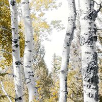 Fototapeet Colorful Aspenwoods SHX9-015