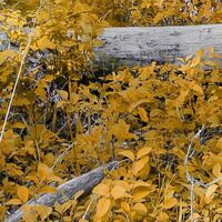 Fototapeet Colorful Aspenwoods SHX9-015