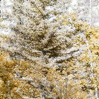 Fototapeet Colorful Aspenwoods SHX9-015