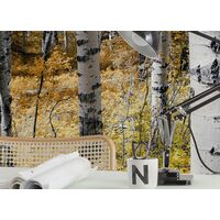 Fototapeet Colorful Aspenwoods SHX9-015