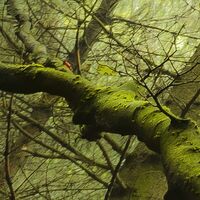 Fototapeet Der Traumbaum SHX9-020