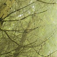 Fototapeet Der Traumbaum SHX9-020