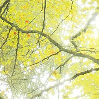 Fototapeet Der Traumbaum SHX9-020