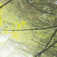 Fototapeet Der Traumbaum SHX9-020