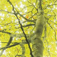 Fototapeet Der Traumbaum SHX9-020