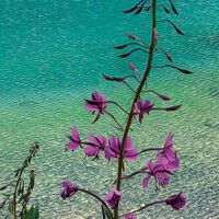 Fototapeet Dolomitenjuwel SHX9-021