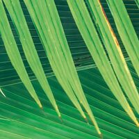 Fototapeet Dschungeldach SHX9-025