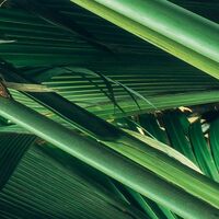 Fototapeet Dschungeldach SHX9-025