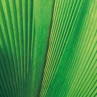 Fototapeet Dschungeldach SHX9-025