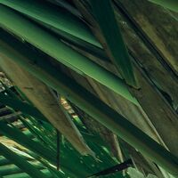 Fototapeet Dschungeldach SHX9-025