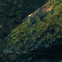 Fototapeet Elves Cathedral SHX9-028