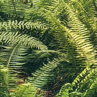 Fototapeet Elves Cathedral SHX9-028