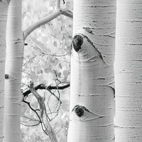 Fototapeet Espenwald SHX9-030