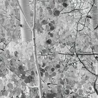 Fototapeet Espenwald SHX9-030