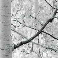 Fototapeet Espenwald SHX9-030