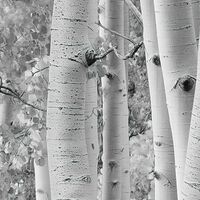 Fototapeet Espenwald SHX9-030