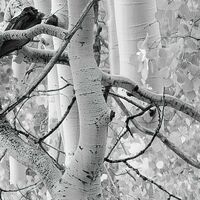 Fototapeet Espenwald SHX9-030