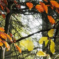 Fototapeet Feuerzungen SHX9-031