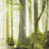 Fototapeet Feuerzungen SHX9-031