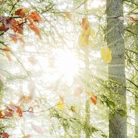 Fototapeet Feuerzungen SHX9-031