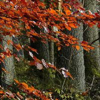 Fototapeet Feuerzungen SHX9-031