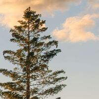 Fototapeet Final Light SHX9-032