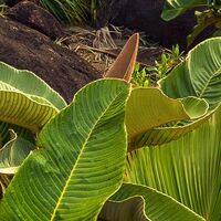 Fototapeet Garten der Versuchung SHX9-036