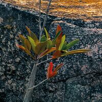 Fototapeet Golden Air SHX9-039