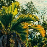 Fototapeet Golden Air SHX9-039