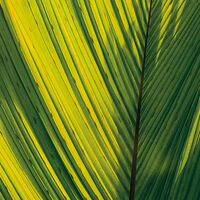 Fototapeet Golden Air SHX9-039