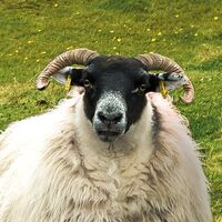 Fototapeet Green Ireland SHX9-040