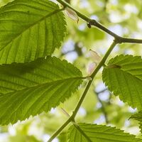 Fototapeet Im Frühlingswald SHX9-045