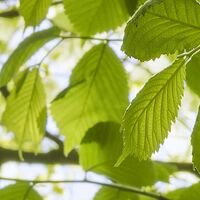 Fototapeet Im Frühlingswald SHX9-045