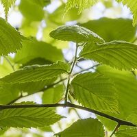 Fototapeet Im Frühlingswald SHX9-045