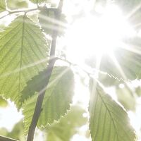 Fototapeet Im Frühlingswald SHX9-045